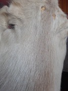 Zestaw skór z nutrii 11 szt.