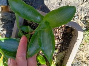 murdania bright star trzykrotka