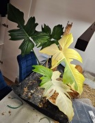 Philodendron Golden Dragon variegata