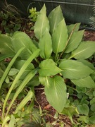 Funkia hosta duże sadzonki