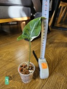 Syngonium 'T25' i 'Emerald Gem' varie