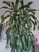 Duża Dracena z donicą