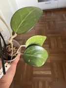 Hoya Fuscomarginata hoja