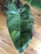 Philodendron Paraiso Verde