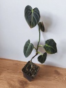 Piękny Philodendron Filodendron Melanochrysum 60 cm 