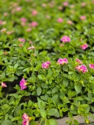 Million Bells - Double Pink Splash 