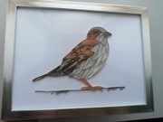 Obraz "Wróbel" format B5 - quilling