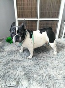 Buldog Francuski szczeniaczek suczka .