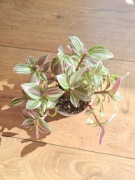 Tradescantia 'Pink Clone'
