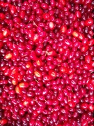 Owoce derenia, dereń