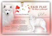 Szczenięta Samoyed FCI kilkunastoletnie doświadczenie 
