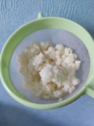 Grzybek tybetański na probiotyczny kefir domowy - białko, B12, detoks 