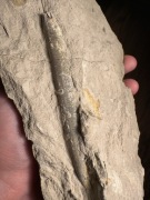 Rostrum jurajskiego belemnita z okolic Krakowa sprzed ok. 160 mln lat