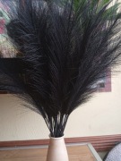 trawa pampasowa 40 sztuk 