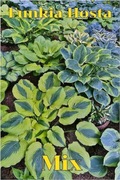 Funkia-Hosta mieszanka 