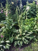 Funkia, hosta Mediovariegata