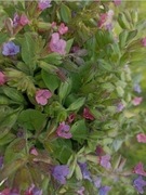 Miodunka ćma ziele suszone z Bieszczad  25g