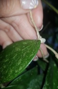 Hoya hoja parasitica Lao cięta 