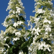 Hortensja ' Levana ' C2