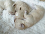 Maltipoo piesek.         