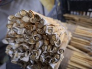 Przszczoła murarka ogrodowa kokony 