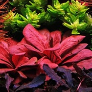 Samolus parviflorus red kolekcjonerska, bardzo łatwa, bez co2. 