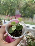 hoya mathilde splash | nie monstera