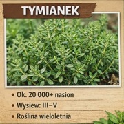 Nasiona tymianku 5g | aromatyczne zioło wieloletnie ogród doniczka
