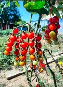 nasiona pomidora SWEET APERITIF- karma dla ryb