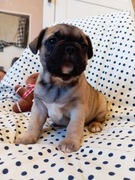 Buldog francuski rezerwacja 