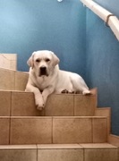 Reproduktor Labrador Biszkoptowy