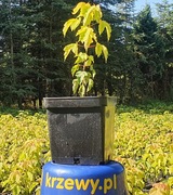 Klon jesionolistny żółty 'Odessanum' odm. odeska.