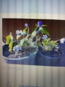 Przylaszczka sadzonki 