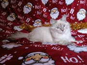 Koty Syberyjskie Neva Masquerade - NUGGETS ZKolakowegoDomu*PL