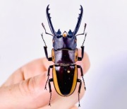 Chrząszcz Prosopocoilus bison cinctus – L2 – rzadki gatunek jelonka