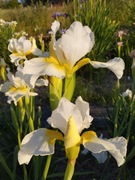 Irys syberyjski 'Viel Schnee' Iris sibirica