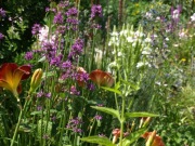 Werbena hastata Verbena roślina miododajna 300 nasion