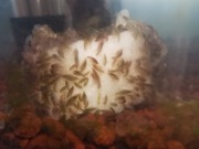 Kiełż meksykański - żywy pokarm dla ryb