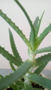 Aloes leczniczy zdrowy