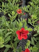 Million Bells -  Double Orange