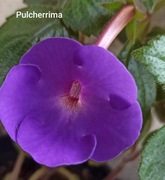 Achimenes kłącza Pulcherrima 