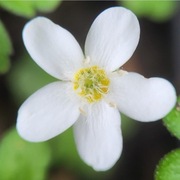 Ellisiophyllum pierzaste / Ellisiophyllum pinnatum