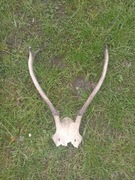 poroże jelenia sprzedam 