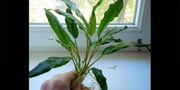 Anubias Lancelota jak palma rarytas. Sadzonka 