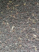 rzepak ziarno 5kg, nasiona, na poplon, karma dla ptaków, olej