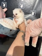 Szpic miniaturowy pomeranian