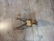 Poroże , czaszka z rogami, jelenia 