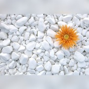 OTOCZAK BIAŁY GRECKI 1-3 CM DO AKWARIUM I OGRODU