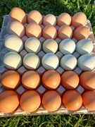 Ekologiczne jajka wiejskie
