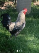 Kogut rasy Ayam Cemani/Zielononóżka kuropatwiana